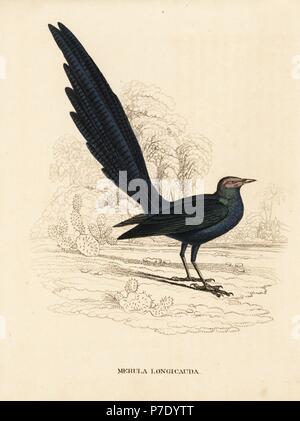 Long-tailed glossy starling, Lamprotornis caudatus (Merula longicauda). Acciaio Handcolored incisione da Georg Friedrich Treitschke's Galleria di Storia Naturale, Naturhistorischer Bildersaal des Thierreiches, Liepzig, 1842. Foto Stock