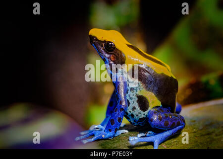 La tintura dart rana, tinc (un soprannome dato da quelli in l'hobby di tenere rane dart), o la tintura di veleno (rana Dendrobates tinctorius) è una specie Foto Stock