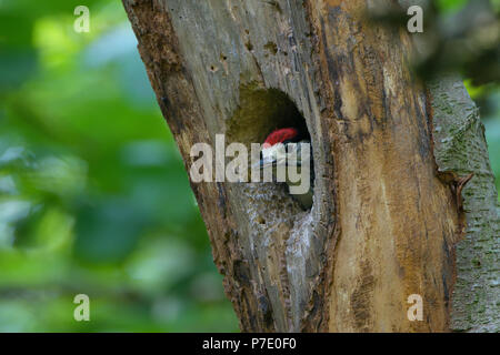 Picchio rosso maggiore e il suo pulcino vicino a nesthole in una struttura ad albero. Foto Stock