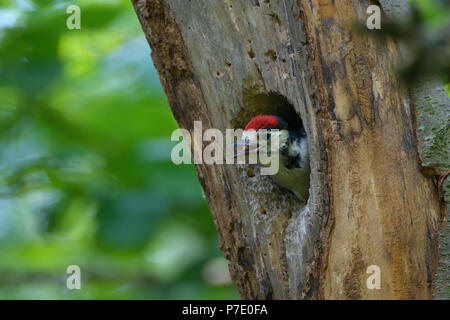 Picchio rosso maggiore e il suo pulcino vicino a nesthole in una struttura ad albero. Foto Stock