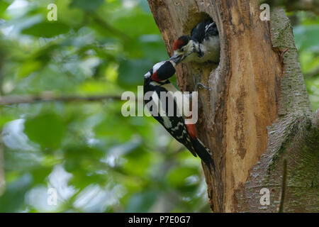 Picchio rosso maggiore e il suo pulcino vicino a nesthole in una struttura ad albero. Foto Stock