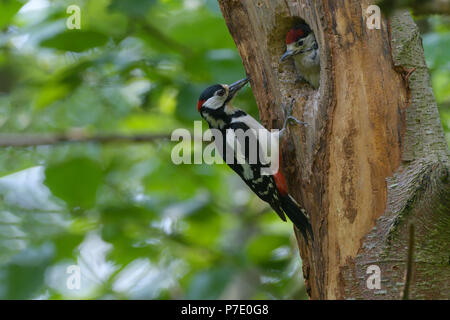 Picchio rosso maggiore e il suo pulcino vicino a nesthole in una struttura ad albero. Foto Stock