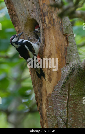 Picchio rosso maggiore e il suo pulcino vicino a nesthole in una struttura ad albero. Foto Stock