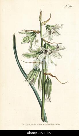 Depressione o napoletano di stella di Betlemme, Ornithogalum nutans. Handcolored incisione su rame da William Curtis' rivista botanica, Londra, 1794. Foto Stock