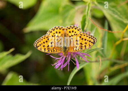 Un verde scuro Fritillary, Argynnis Aglaja, appoggiata su un fiore all'Fontmell giù nella Riserva Naturale del Nord Inghilterra Dorset Regno Unito GB. La riserva è rilevato Foto Stock