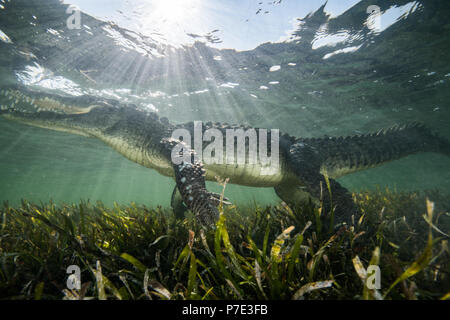 Coccodrillo americano (Crocodylus acutus) in fondali bassi, Chinchorro banche, Xcalak, Quintana Roo, Messico Foto Stock