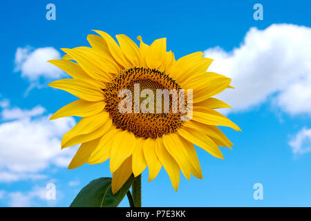 Close-up foto di un girasole in un campo con un cielo blu con nuvole in background su una soleggiata giornata estiva Foto Stock