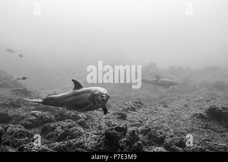 I delfini nuotano vicino al fondo roccioso, Colima, Messico Foto Stock