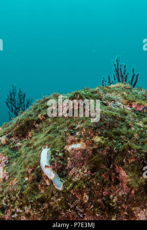 Nudibranchi coniugata sulle rocce, Puerto Vallarta, Jalisco, Messico Foto Stock