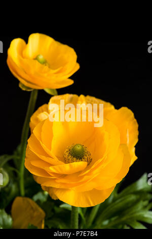 Arte ancora vita naturale colore floreale close up di un mazzo di fiori di giallo e arancione wide open blooming renoncules su sfondo nero Foto Stock