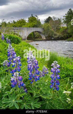 Xviii secolo vecchio ponte di Spey e lupini fioritura lungo il fiume Spey a Grantown-on-Spey, murene, Highland, Scotland, Regno Unito Foto Stock