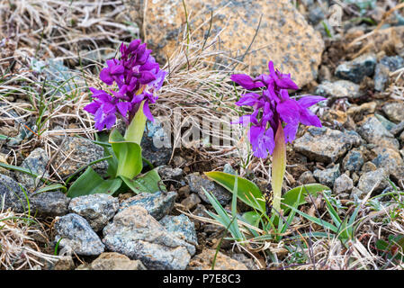 Early-orchidea viola (Orchis mascula) in fiore, desiderosi di Hamar, Unst, isole Shetland, Scotland, Regno Unito Foto Stock