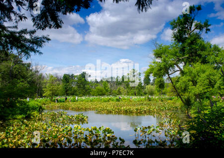 Stagni di acqua sono la casa di lotus e gigli a Kenilworth Park e Giardini acquatici in Washington, DC. Foto Stock