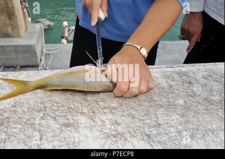 Donna sfilettatura fresco pescato, saltwater giallo Lutiano coda di pesce dockside sotto la guida di una guida di pesca, capitano, maratona, Florida Keys, STATI UNITI D'AMERICA Foto Stock