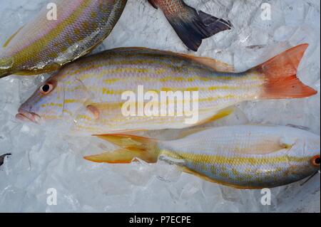 Fresh-catturati, saltwater coda gialla e red snapper pesce su ghiaccio, chiave di maratona, Florida, Stati Uniti d'America Foto Stock