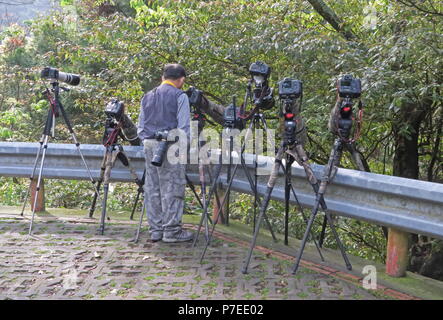 Fotocamere con teleobiettivi linea fino a Swinhoe il fagiano (Lophura swinhoii) sito Dasyueshan National Forest, Taiwan Aprile Foto Stock