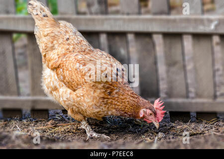 Un'immagine di un animale sfumato a motley hen becchettare in corrispondenza di una recinzione Foto Stock