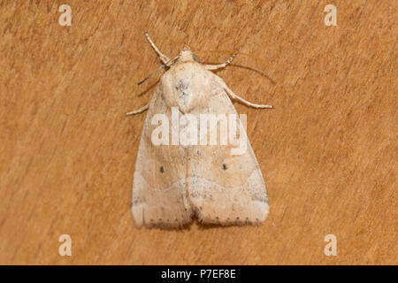 Dun-bar moth close-up (Cosmia trapezina) Foto Stock