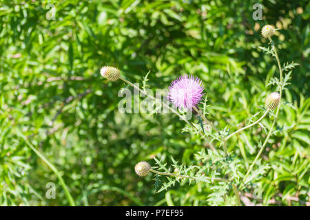 Viola di fiori selvaggi che assomiglia a un porcospino Foto Stock