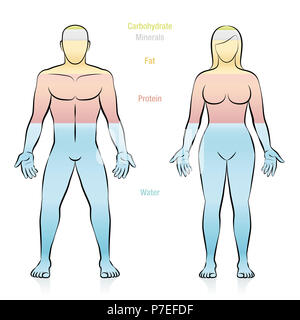 Composizione dei principali molecole che compongono un peso normale persona. Acqua, grassi, proteine, minerali e carboidrati. Foto Stock