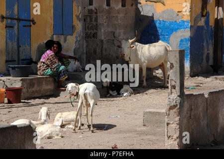 Le donne africane seduta sulle scale di fronte a una casa in Saint-Louis du Sénégal, insieme con un allevamento di capre e un lungo bianco-horn mucca Foto Stock