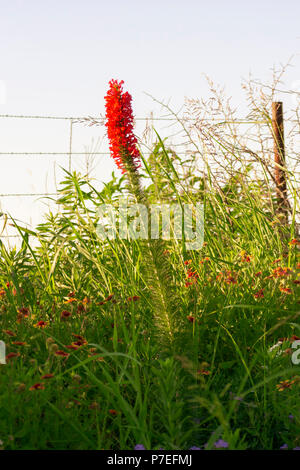 Fiore rosso in piedi fuori nel campo Foto Stock