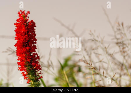 Fiore rosso in piedi fuori nel campo Foto Stock