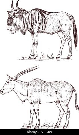 Selvatico Africano antilopi, cervi o doe. Blue GNU GNU e eland. Un animale in un safari. Vintage mammifero, inciso disegnati a mano il vecchio disegno monocromatico per etichetta. Illustrazione Vettoriale