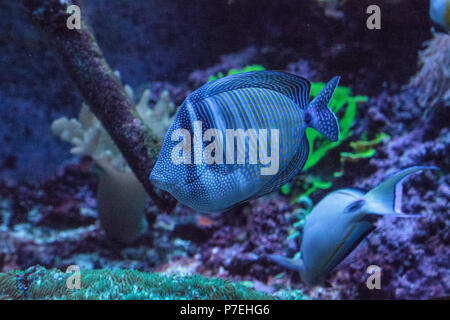 Codolo Sailfin Zebrasoma veliferum nuota attraverso una barriera corallina. Foto Stock