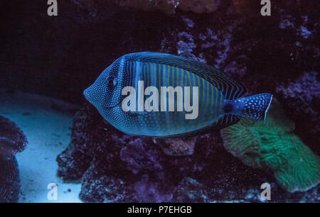 Codolo Sailfin Zebrasoma veliferum nuota attraverso una barriera corallina. Foto Stock