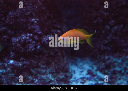 Orange fairy basslet chiamato anche mare goldie Pseudanthias squamipinnis nuota attraverso una barriera corallina. Foto Stock