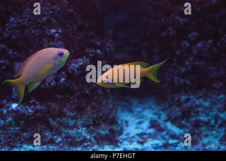 Orange fairy basslet chiamato anche mare goldie Pseudanthias squamipinnis nuota attraverso una barriera corallina. Foto Stock