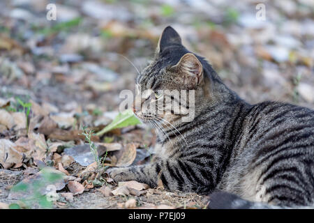 Adulto bruno gatto giace sul terreno con le foglie di autunno Foto Stock