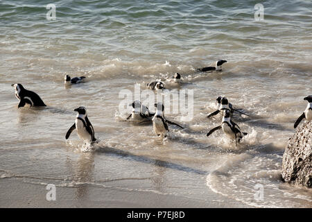 I Penguins africani (Spheniscus demersus) nuotare nell'oceano a Boulders Beach, Città del Capo, Sud Africa Foto Stock