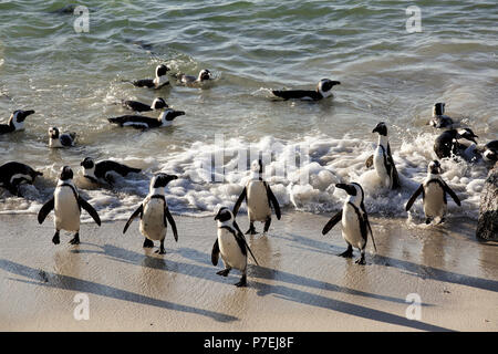 I Penguins africani (Spheniscus demersus) nuotare nell'oceano a Boulders Beach, Città del Capo, Sud Africa Foto Stock