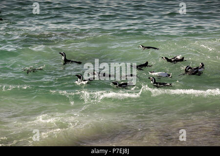 I Penguins africani (Spheniscus demersus) nuotare nell'oceano a Boulders Beach, Città del Capo, Sud Africa Foto Stock