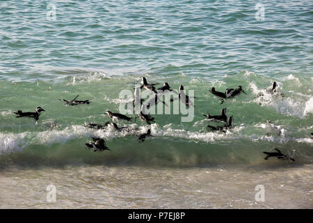 I Penguins africani (Spheniscus demersus) nuotare nell'oceano a Boulders Beach, Città del Capo, Sud Africa Foto Stock