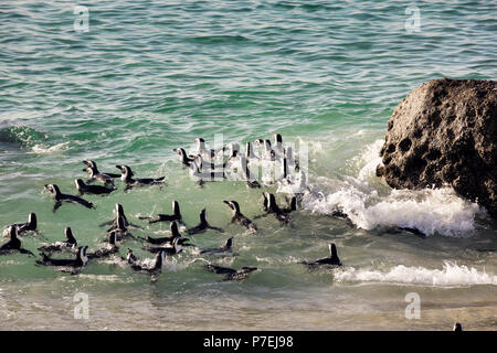 I Penguins africani (Spheniscus demersus) nuotare nell'oceano a Boulders Beach, Città del Capo, Sud Africa Foto Stock