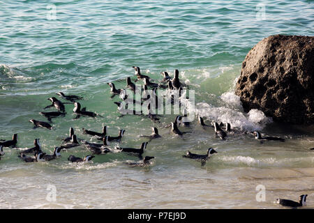 I Penguins africani (Spheniscus demersus) nuotare nell'oceano a Boulders Beach, Città del Capo, Sud Africa Foto Stock