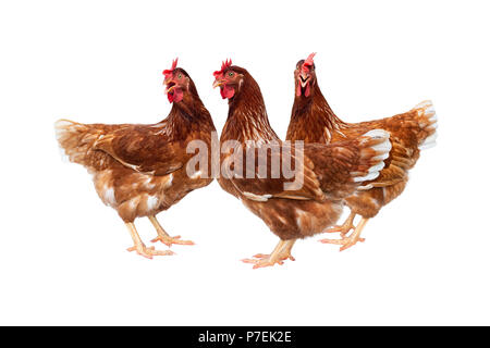 Brown Hen isolati su sfondo bianco, Pollo isolato su bianco. Foto Stock