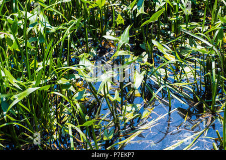 Arrowhead (Sagittaria sagittifolia) con rubicondo Darter dragonfly (Sympetrum sanguineum) nella Combe Haven river in East Sussex, Inghilterra Foto Stock