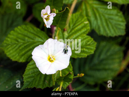 Olio di falsi beetle (Oedemera nobilis) su centinodia fiore nella Combe Valley , East Sussex, Inghilterra Foto Stock