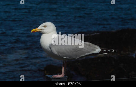 Un giovane Aringa Gabbiano seduta su di un palo da recinzione Foto Stock