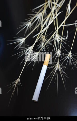 Molte sigarette con orecchie di erba secca su un lucido nero lo sfondo. Foto Stock