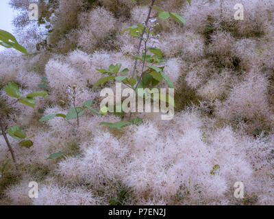 Albero di fumo (Cotinus coggygria) Foto Stock