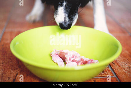 Il cane lo sniffing. Carino in bianco e nero Border Collie hanno una carne cruda in verde ciotola. Cani museruola. Foto Stock