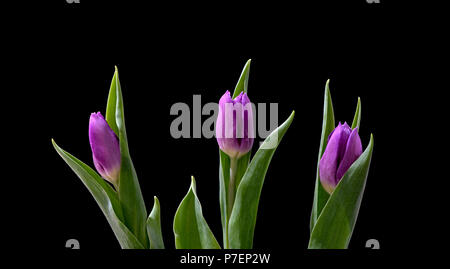 Tre tulipani viola fotografati contro uno sfondo nero Foto Stock
