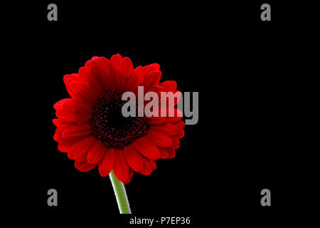 Bel rosso Gerbera fotografati contro uno sfondo nero Foto Stock