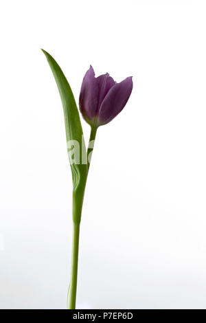 Unico viola tulip fotografati contro uno sfondo bianco Foto Stock