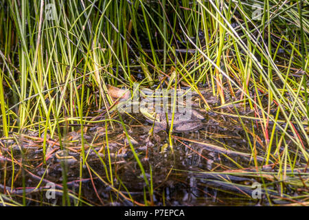 Rana in appoggio in erba da un laghetto Foto Stock